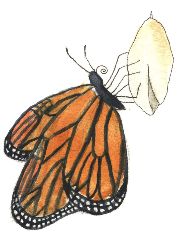 inquiry learning: butterfly lifecycle - first steps - drawn by an Oak and Orca School teacher