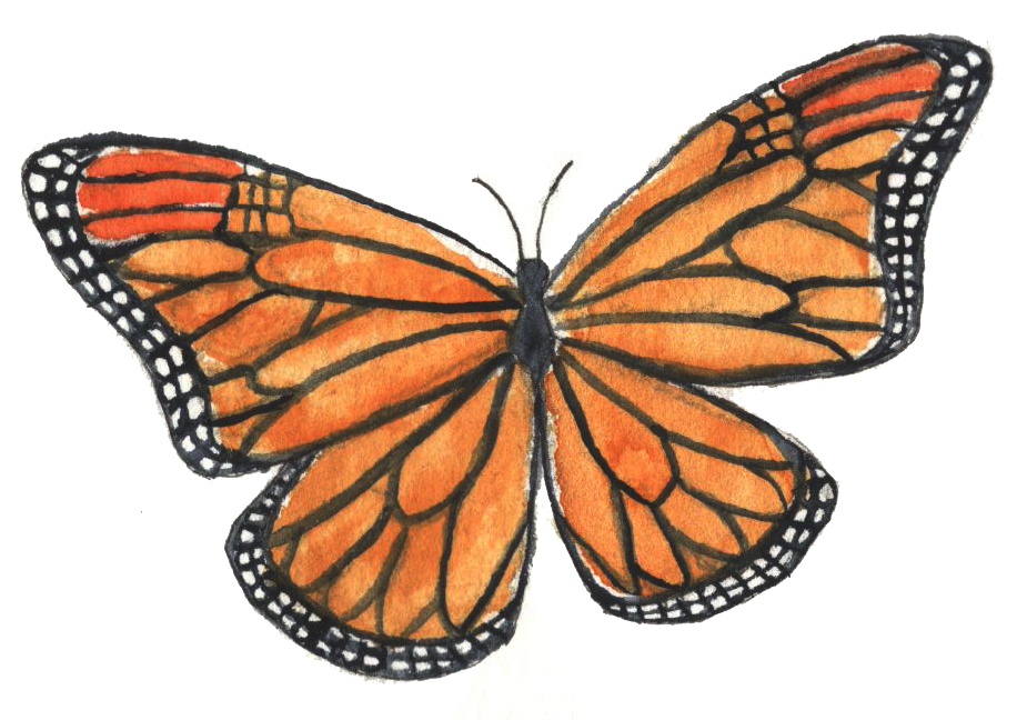 inquiry learning: butterfly lifecycle - first flight - drawn by an Oak and Orca School teacher