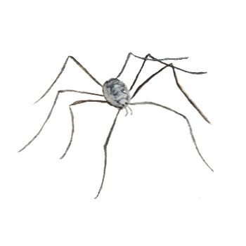 Button for Information about Blended Learning, Daddy Long Legs Drawing