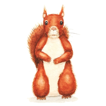 Button for Information about Oak and Orca School, Red Squirrel Drawing