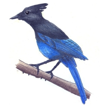 Button for Information about Learning at Home, Steller's Jay Drawing